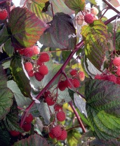 Raspberry Canby